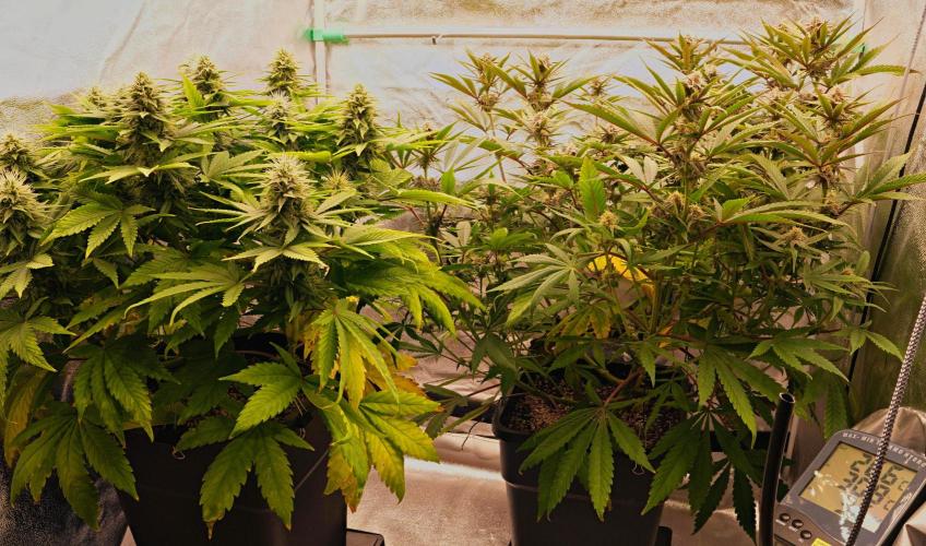 Strawb-AK, Dantes Inferno, SBC. Week 10 - day66 SAK+SBC