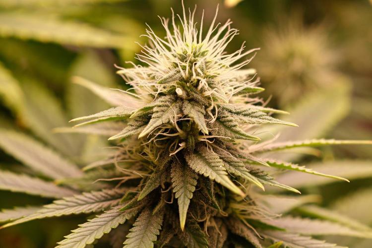 Strawb-AK, Dantes Inferno, SBC. Week 10 - day66 SAK