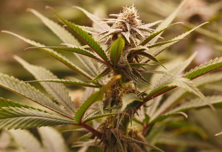 Strawb-AK, Dantes Inferno, SBC. Week 10 - day66 SBC