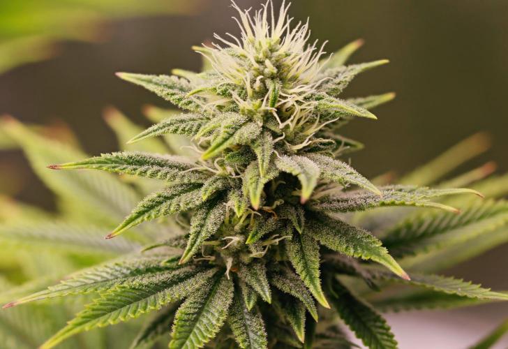 Strawb-AK, Dantes Inferno, SBC. Week 10 - day69 Dante