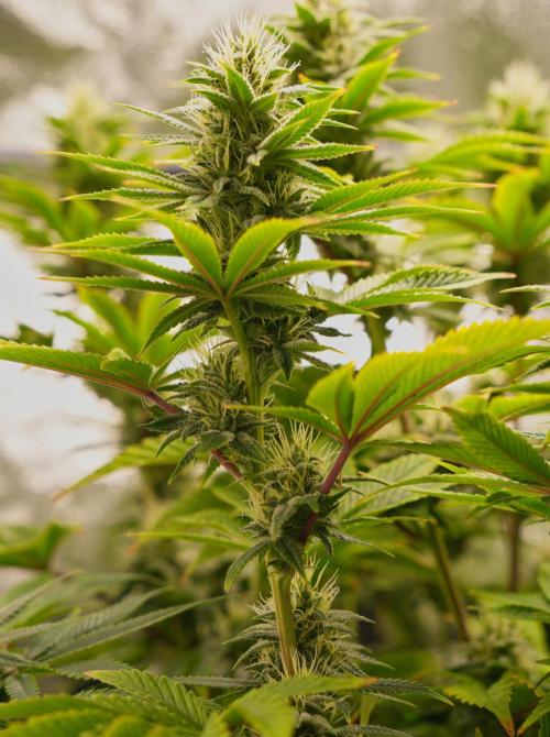 Strawb-AK, Dantes Inferno, SBC. Week 10 - day69 Dante