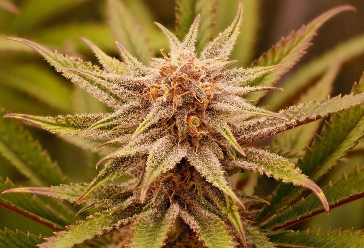 Strawb-AK, Dantes Inferno, SBC. Week 10 - day69 SBC