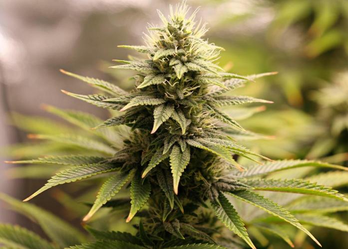 Strawb-AK, Dantes Inferno, SBC. Week 11 - day73 Dante