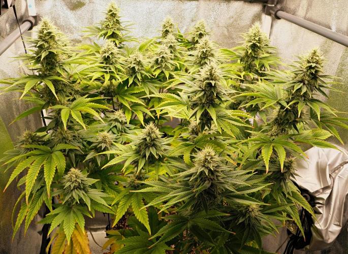 Strawb-AK, Dantes Inferno, SBC. Week 11 - day73 Dante