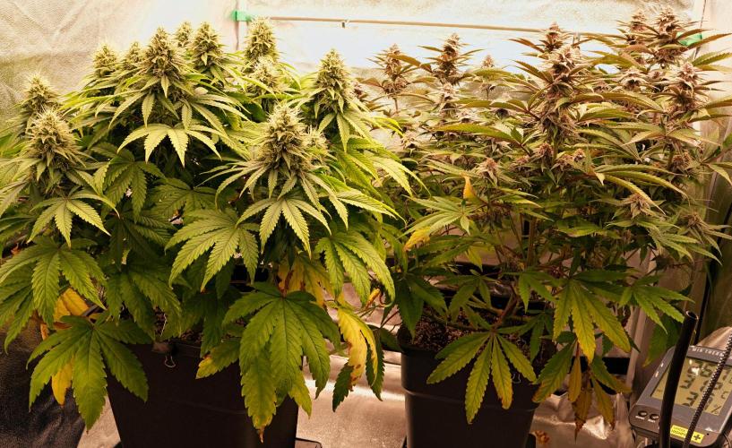 Strawb-AK, Dantes Inferno, SBC. Week 11 - day73 Duo