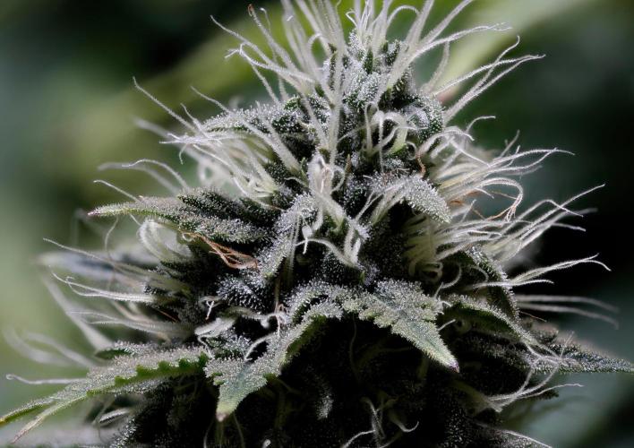 Strawb-AK, Dantes Inferno, SBC. Week 11 - day73 SAK