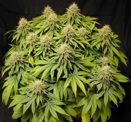 Strawb-AK, Dantes Inferno, SBC. Week 11 - day73 SAK