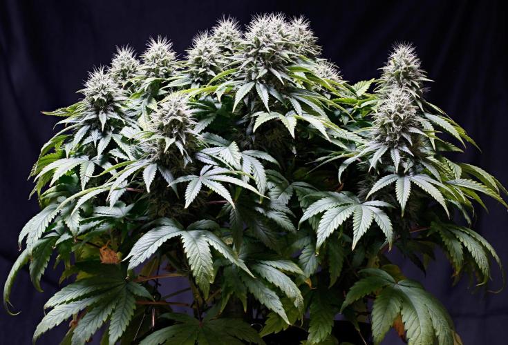 Strawb-AK, Dantes Inferno, SBC. Week 11 - day73 SAK