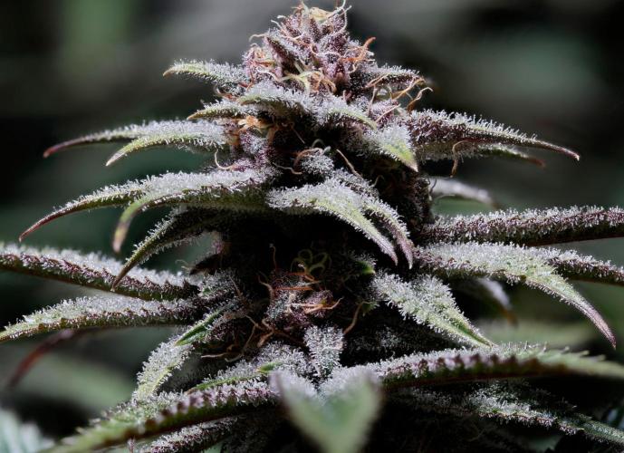 Strawb-AK, Dantes Inferno, SBC. Week 11 - day73 SBC