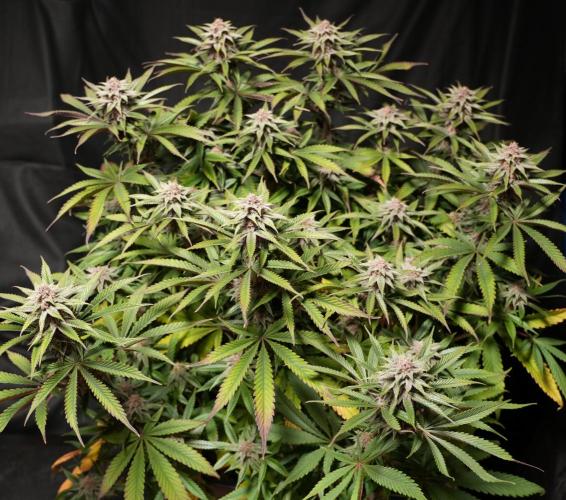 Strawb-AK, Dantes Inferno, SBC. Week 11 - day73 SBC