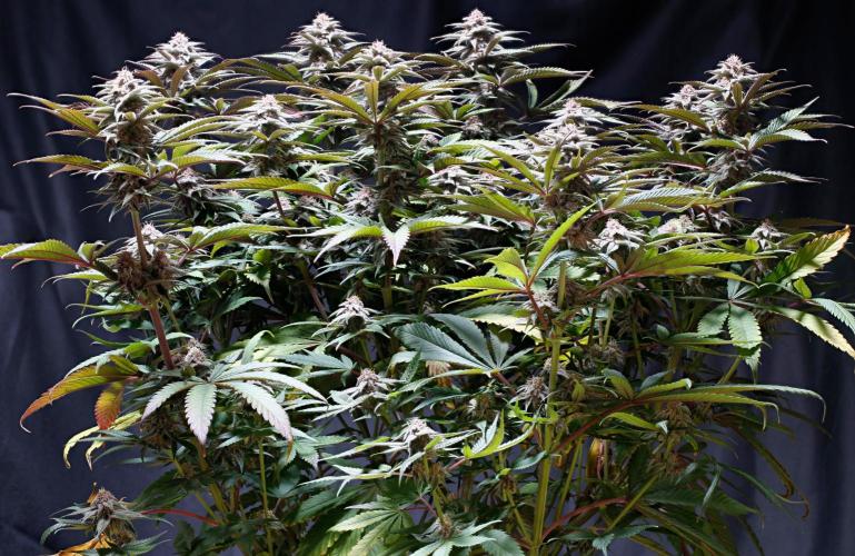 Strawb-AK, Dantes Inferno, SBC. Week 11 - day73 SBC