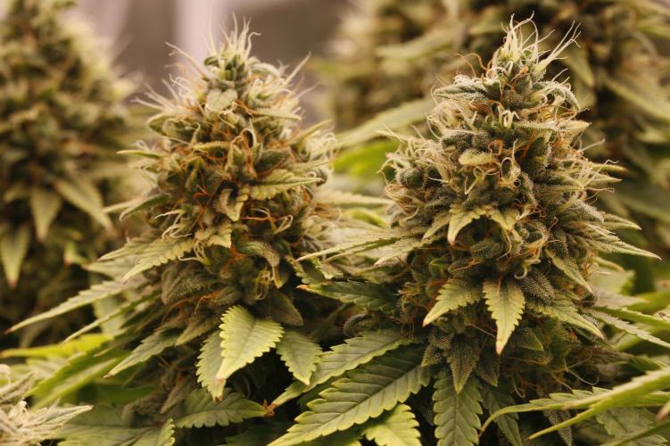 Strawb-AK, Dantes Inferno, SBC. Week 12 - day81 SAK