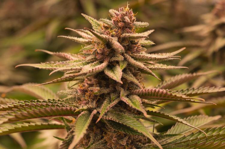 Strawb-AK, Dantes Inferno, SBC. Week 12 - day81 SBC