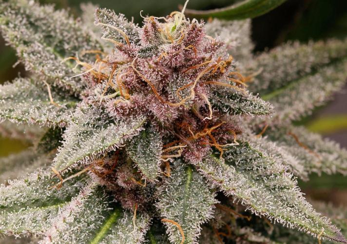 Strawb-AK, Dantes Inferno, SBC. Week 12 - day81 SBC popcorn