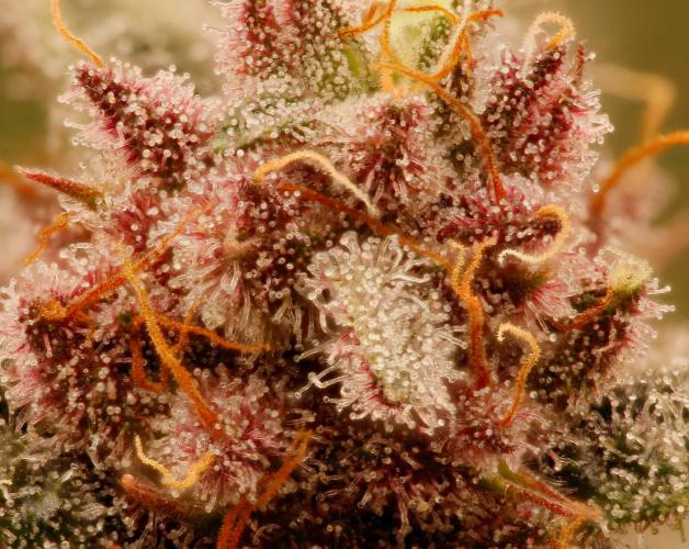 Strawb-AK, Dantes Inferno, SBC. Week 12 - day81 SBC Trichome