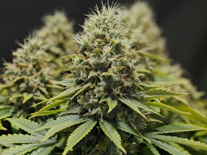 Strawb-AK, Dantes Inferno, SBC. Week 13 - day85 SAK