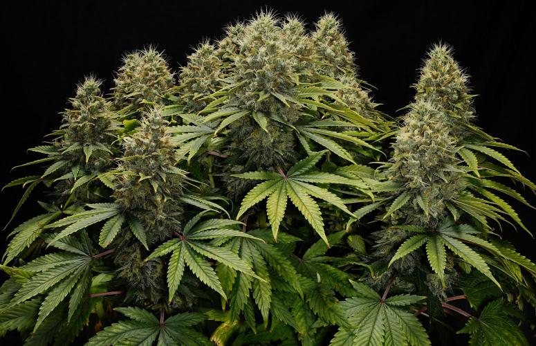 Strawb-AK, Dantes Inferno, SBC. Week 13 - day85 SAK