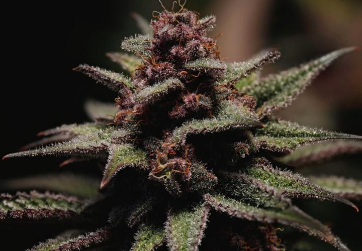 Strawb-AK, Dantes Inferno, SBC. Week 13 - day85 SBC