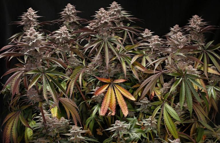 Strawb-AK, Dantes Inferno, SBC. Week 13 - day85 SBC