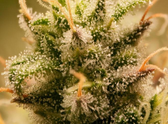 Strawb-AK, Dantes Inferno, SBC. Week 13 - day88 Dante