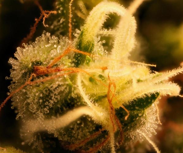 Strawb-AK, Dantes Inferno, SBC. Week 13 - day88 SAK