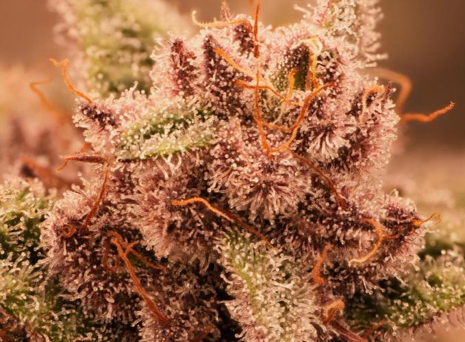 Strawb-AK, Dantes Inferno, SBC. Week 13 - day88 SBC