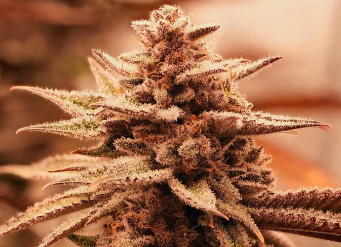 Strawb-AK, Dantes Inferno, SBC. Week 13 - day88 SBC