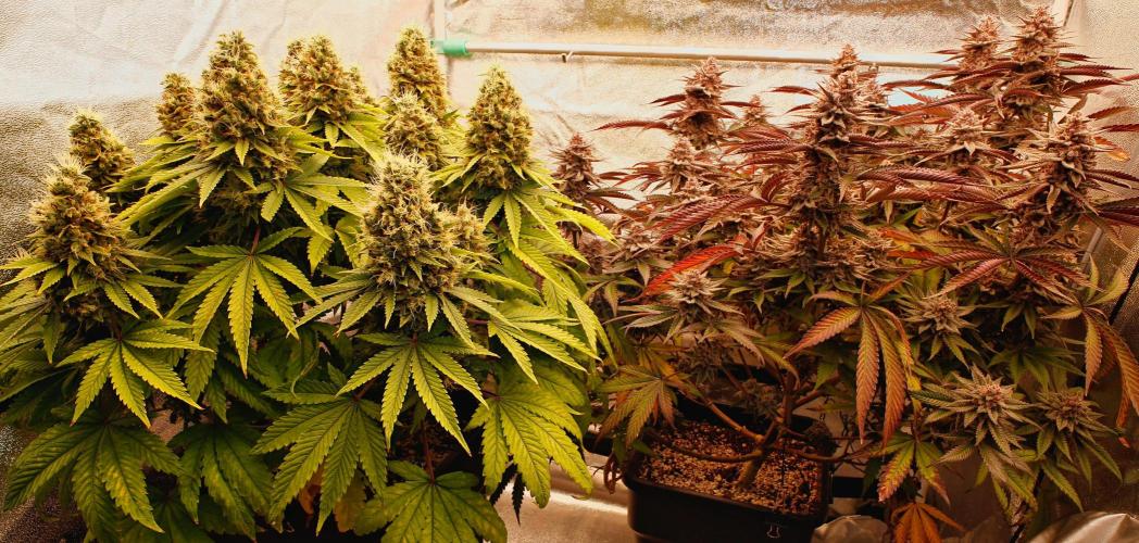 Strawb-AK, Dantes Inferno, SBC. Week 13 - day91 Duo