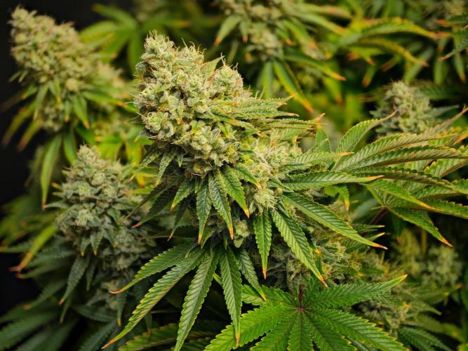 Strawb-AK, Dantes Inferno, SBC. Week 14 - day94 Dante