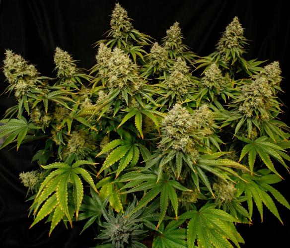 Strawb-AK, Dantes Inferno, SBC. Week 14 - day94 Dante