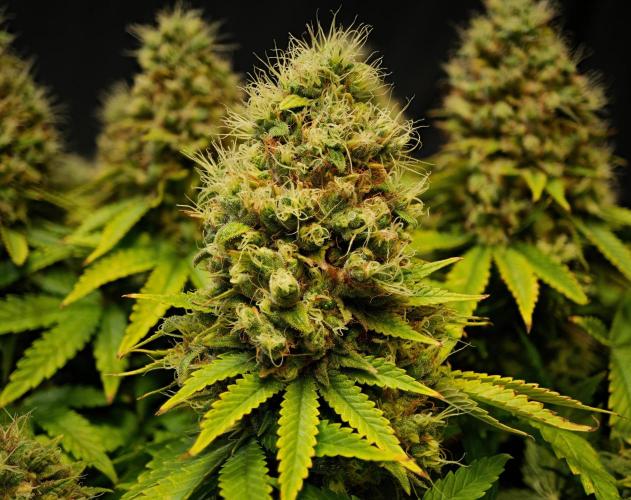 Strawb-AK, Dantes Inferno, SBC. Week 14 - day94 SAK