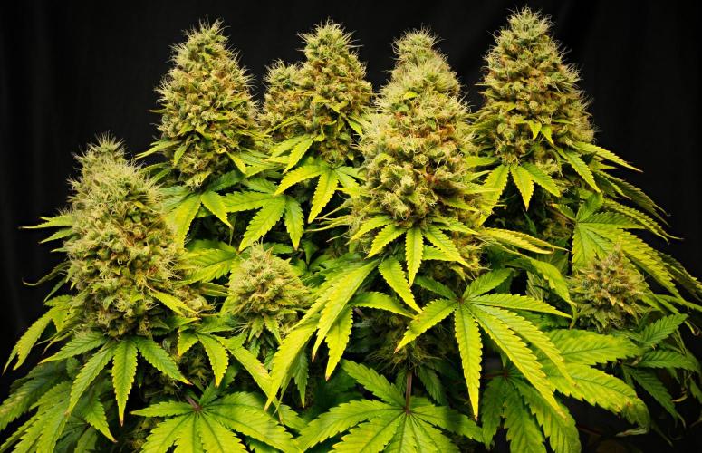 Strawb-AK, Dantes Inferno, SBC. Week 14 - day94 SAK