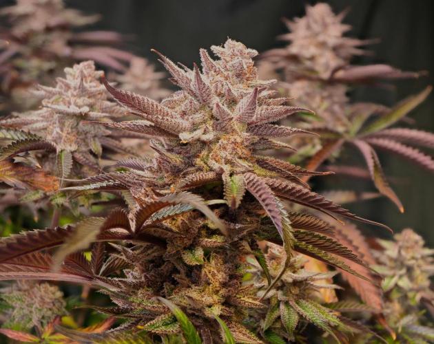 Strawb-AK, Dantes Inferno, SBC. Week 14 - day94 SBC