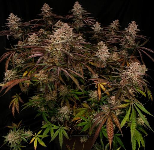 Strawb-AK, Dantes Inferno, SBC. Week 14 - day94 SBC