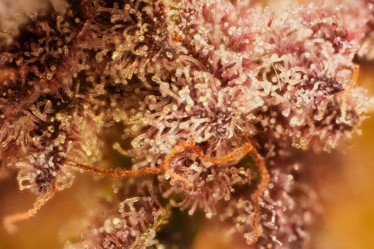 Strawb-AK, Dantes Inferno, SBC. Week 14 - day94 SBC