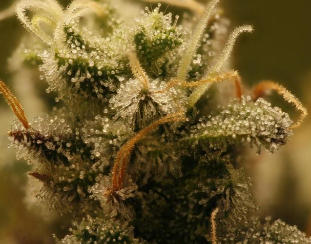 Strawb-AK, Dantes Inferno, SBC. Week 15 - day99 Dante