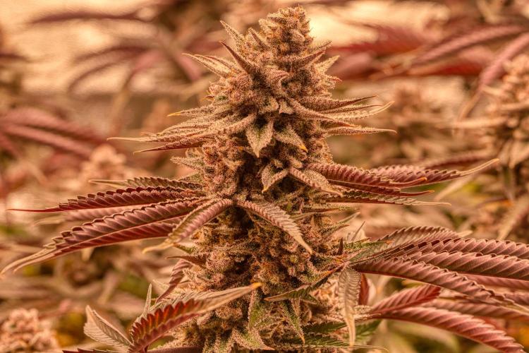 Strawb-AK, Dantes Inferno, SBC. Week 15 - day99 SBC