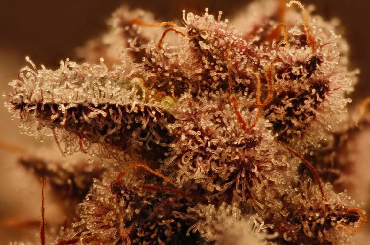 Strawb-AK, Dantes Inferno, SBC. Week 15 - day99 SBC