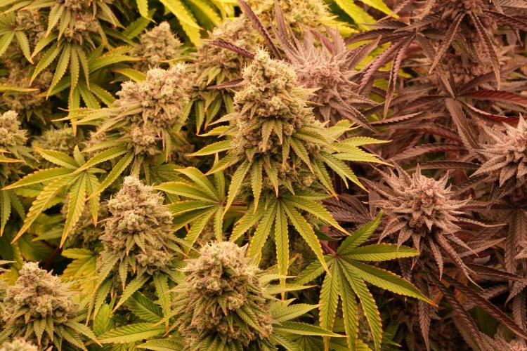 Strawb-AK, Dantes Inferno, SBC. Week 15 - day99 Dante