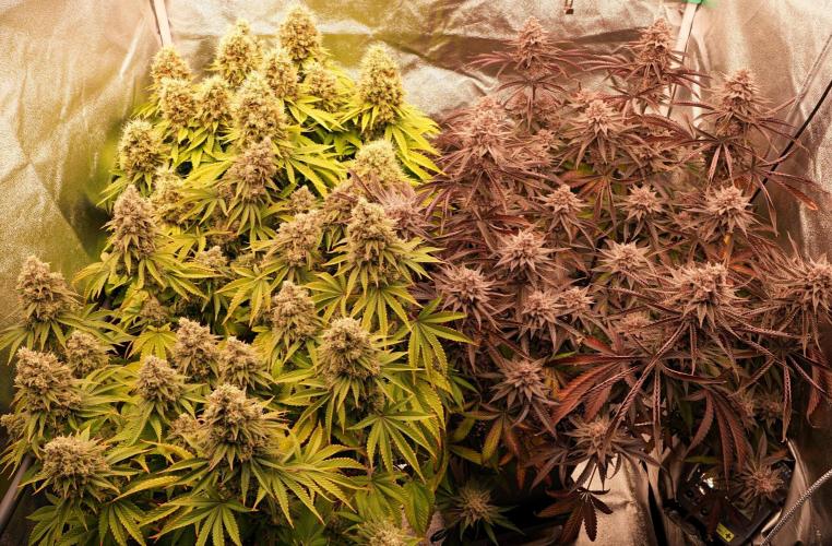 Strawb-AK, Dantes Inferno, SBC. Week 15 - day99 group