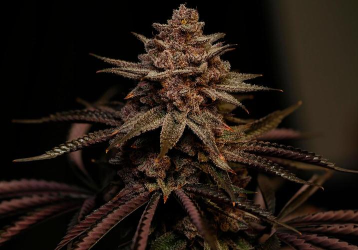 Strawb-AK, Dantes Inferno, SBC. Week 15 - day101 SBC