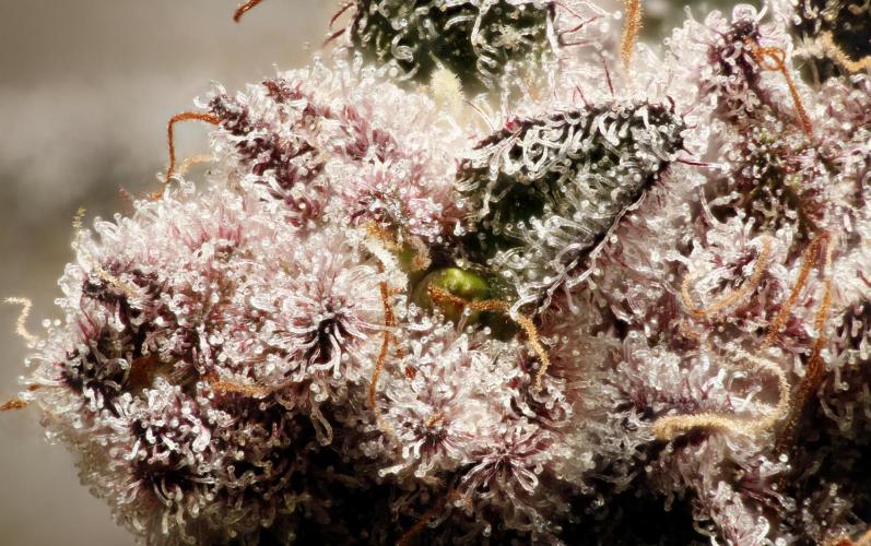 Strawb-AK, Dantes Inferno, SBC. Week 15 - day101 SBC