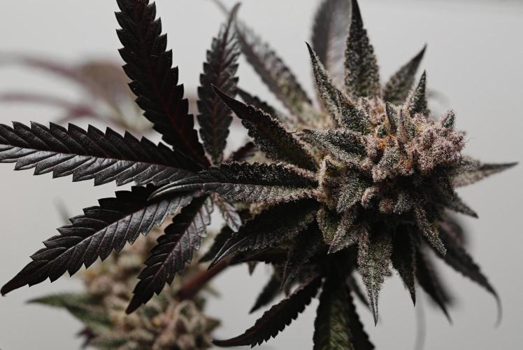 Strawb-AK, Dantes Inferno, SBC. Week 15 - day101 SBC