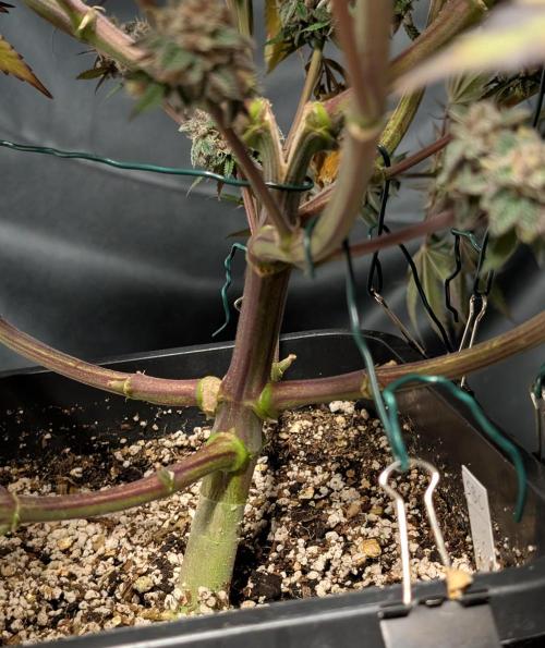 Strawb-AK, Dantes Inferno, SBC. Week 15 - day101 SBC