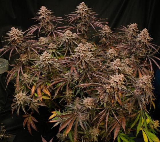 Strawb-AK, Dantes Inferno, SBC. Week 15 - day101 SBC