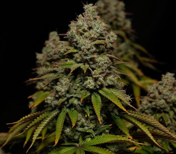 Strawb-AK, Dantes Inferno, SBC. Week 16 - day104 Dante