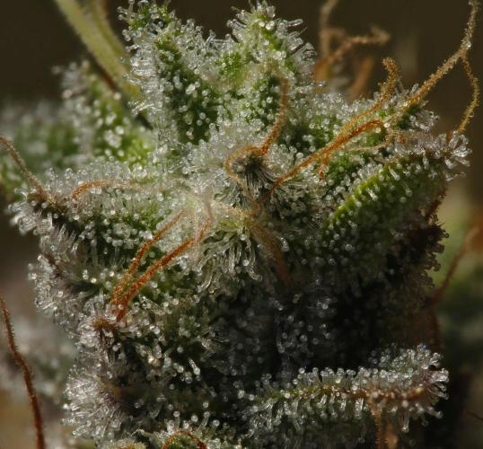 Strawb-AK, Dantes Inferno, SBC. Week 16 - day104 Dante