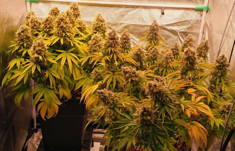 Strawb-AK, Dantes Inferno, SBC. Week 16 - day104