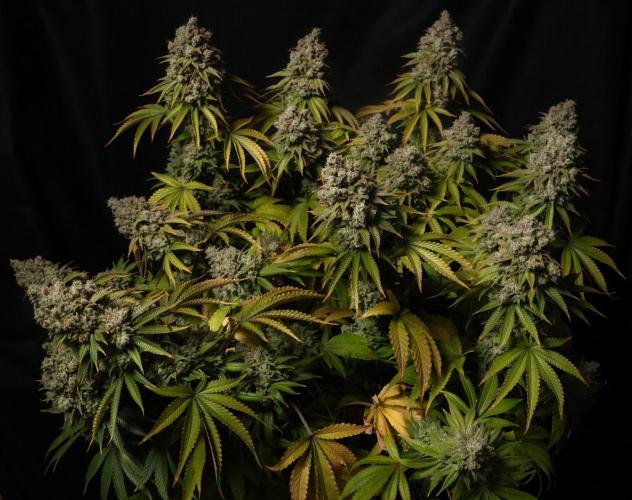 Strawb-AK, Dantes Inferno, SBC. Week 16 - day 105 Dante harvest