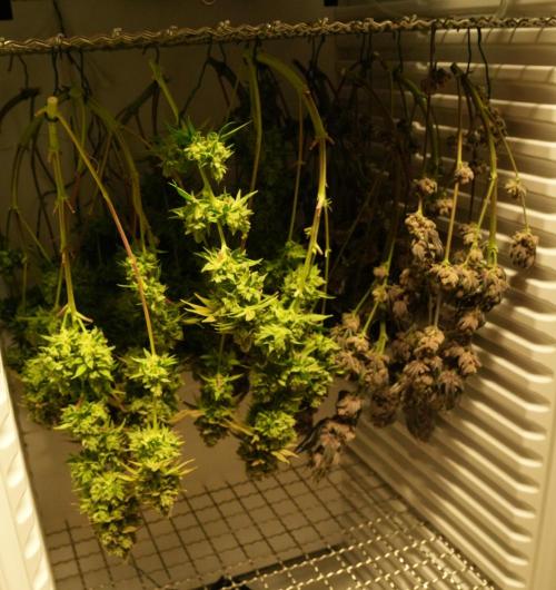 Strawb-AK, Dantes Inferno, SBC. Week 16 - Dante + SBC drying in fridgegrow2